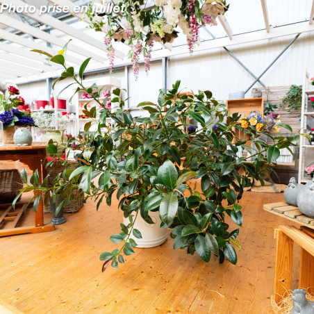 Ficus elastica 'Melany' - Caoutchouc