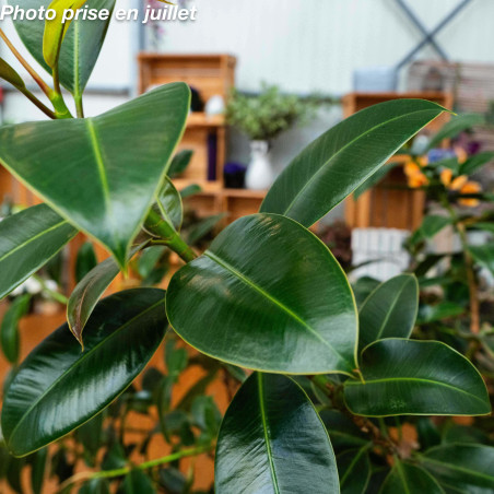 Ficus elastica 'Melany' - Caoutchouc