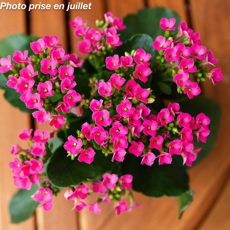 Kalanchoe calandiva