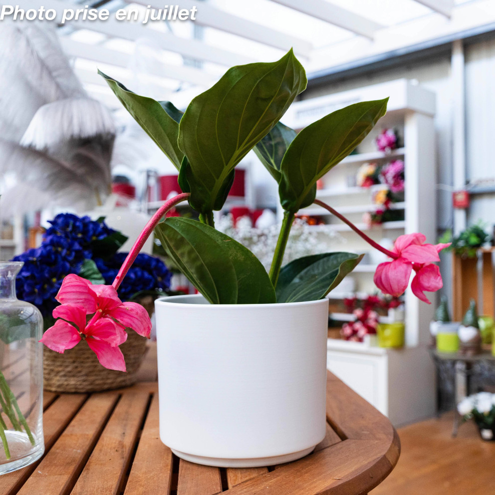 Medinilla magnifica