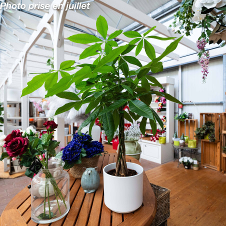 Pachira aquatica - Châtaignier De Guyane