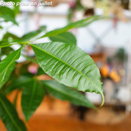 Pachira aquatica - Châtaignier De Guyane