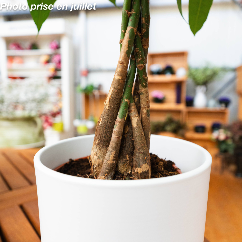 Pachira aquatica - Châtaignier De Guyane