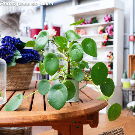 Pilea peperomioides - Plante De Monnaie Chinoise