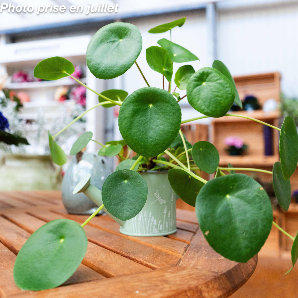 Pilea peperomioides - Plante De...