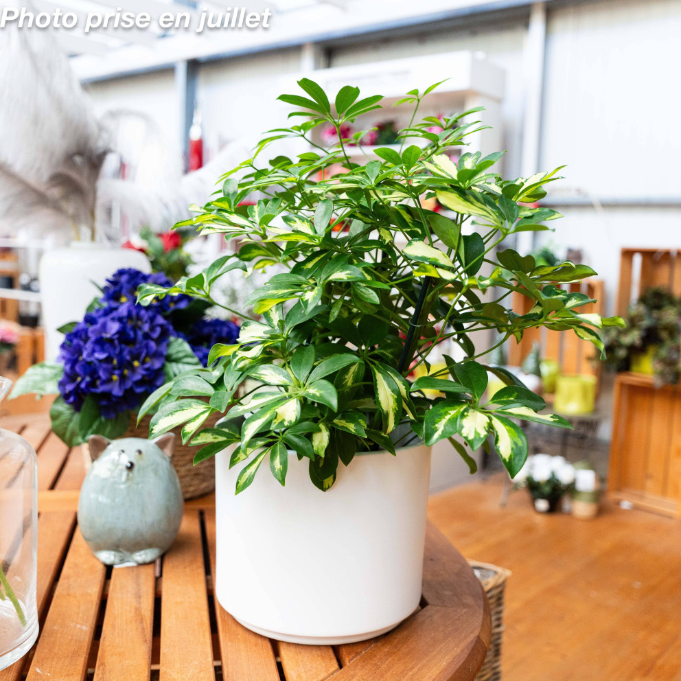 Schefflera arboricola - Arbre Parapluie Nain