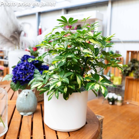 Schefflera arboricola - Arbre Parapluie Nain