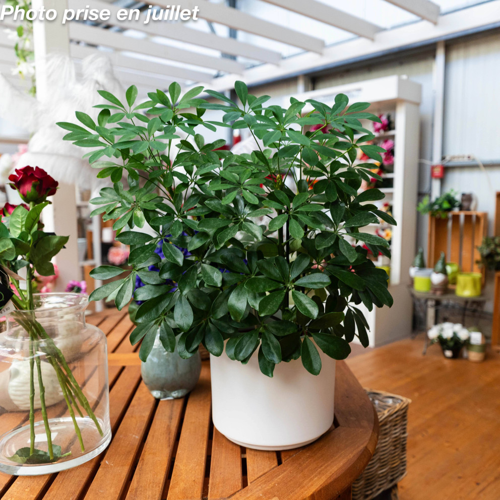 Schefflera arboricola - Arbre...