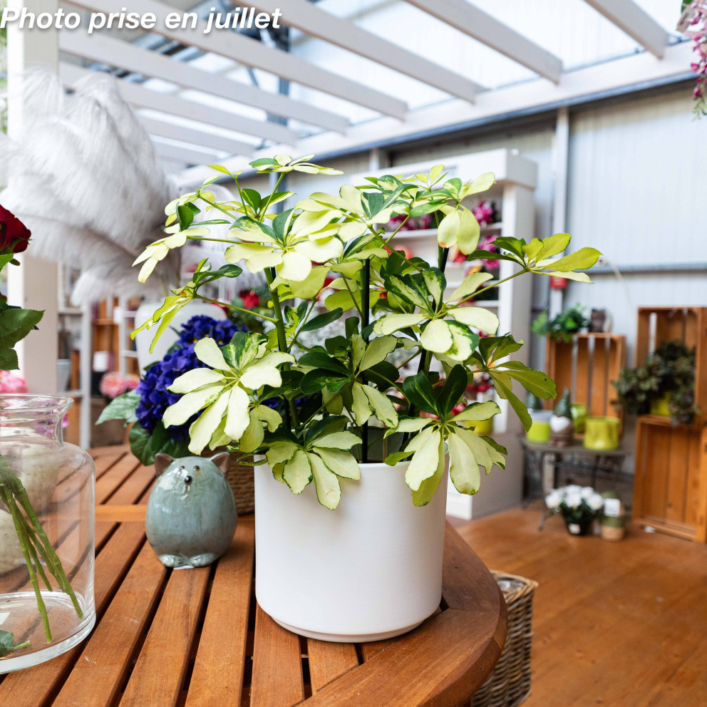 Schefflera arboricola - Arbre...