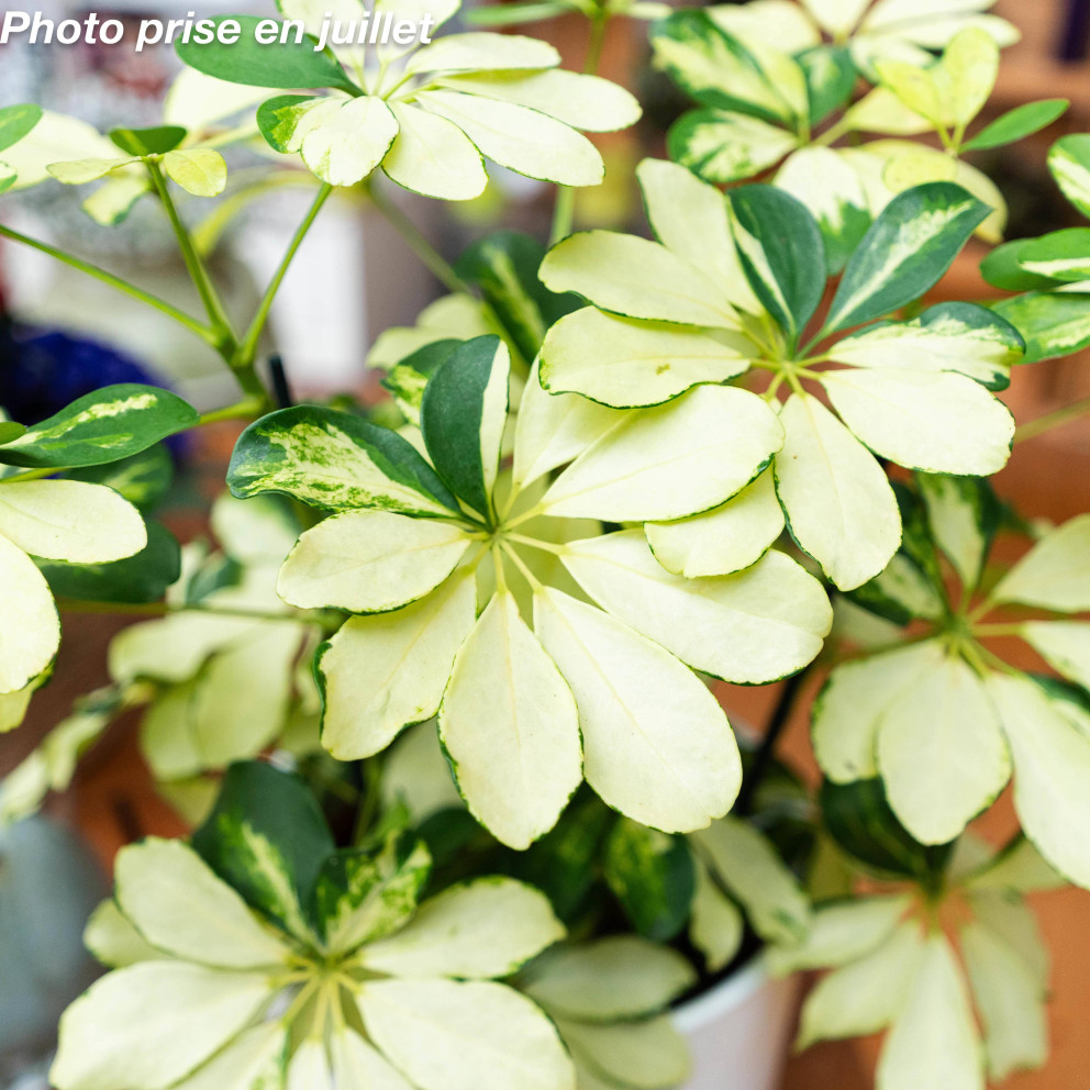 Schefflera arboricola - Arbre...