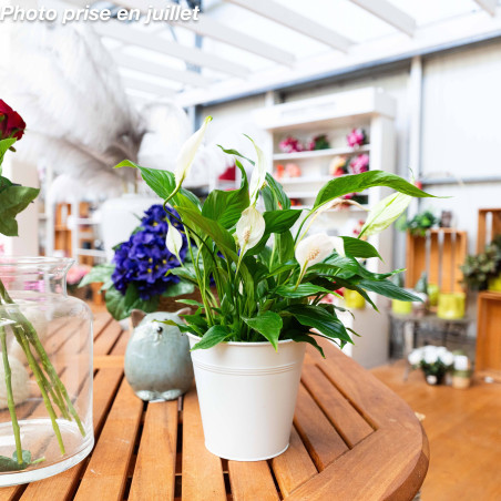 Spathiphyllum walliisii 'Bellini'