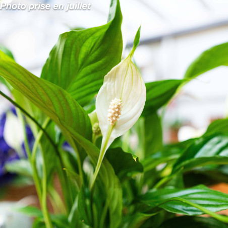 Spathiphyllum walliisii 'Bellini'