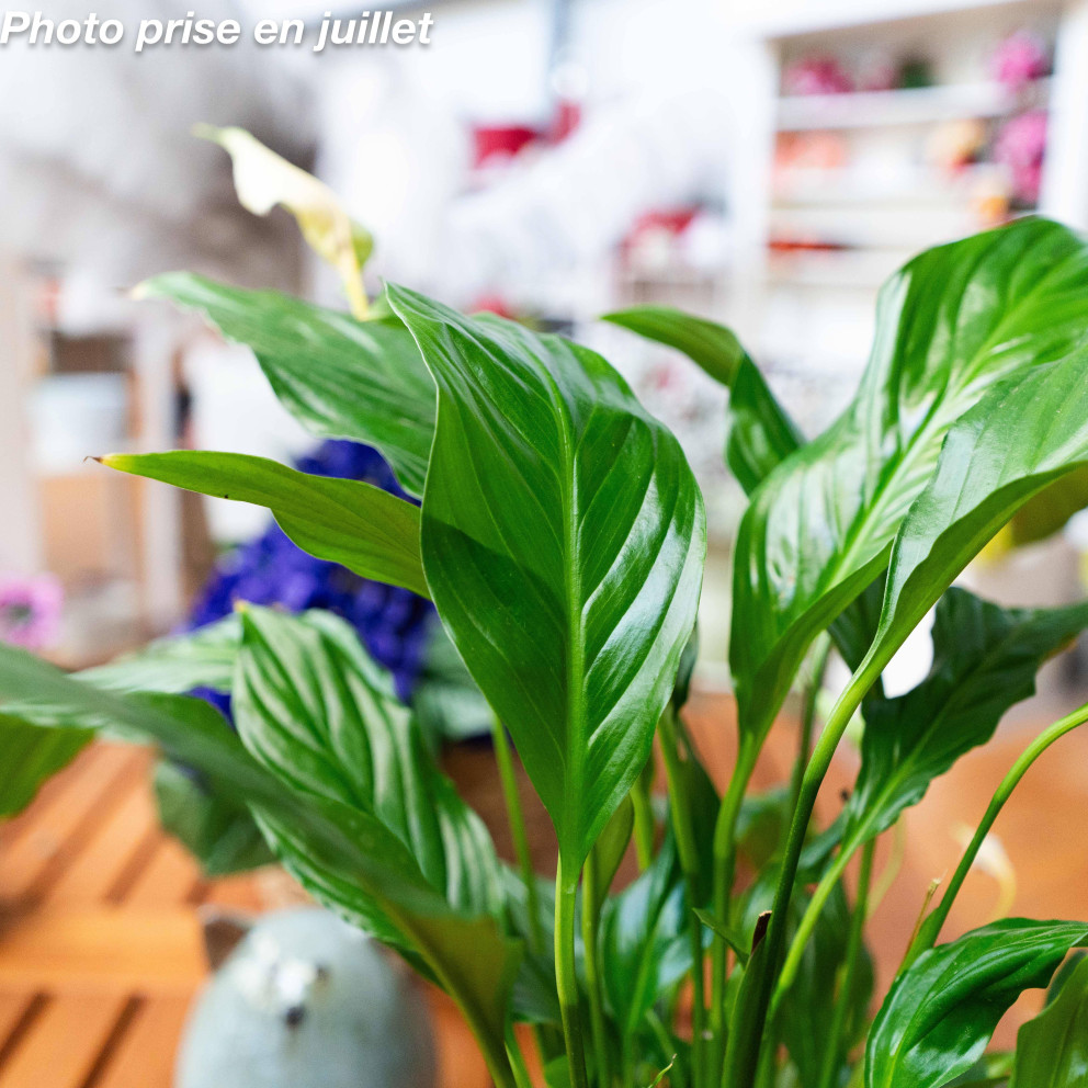Spathiphyllum walliisii 'Bellini'
