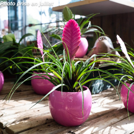 Tillandsia cyanea 'Anita'