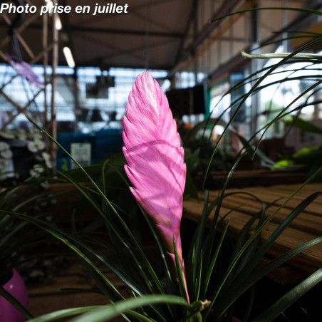 Tillandsia cyanea 'Anita'