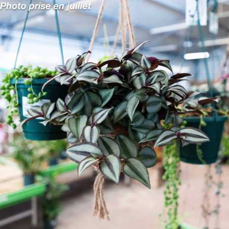 Tradescantia zebrina