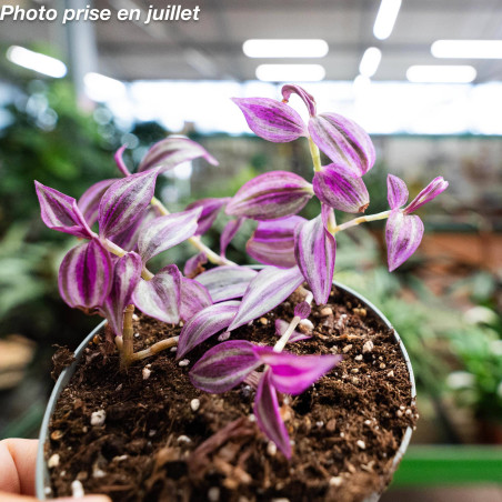 Tradescantia zebrina