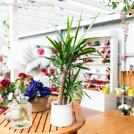 Yucca elephantipes - Palmier