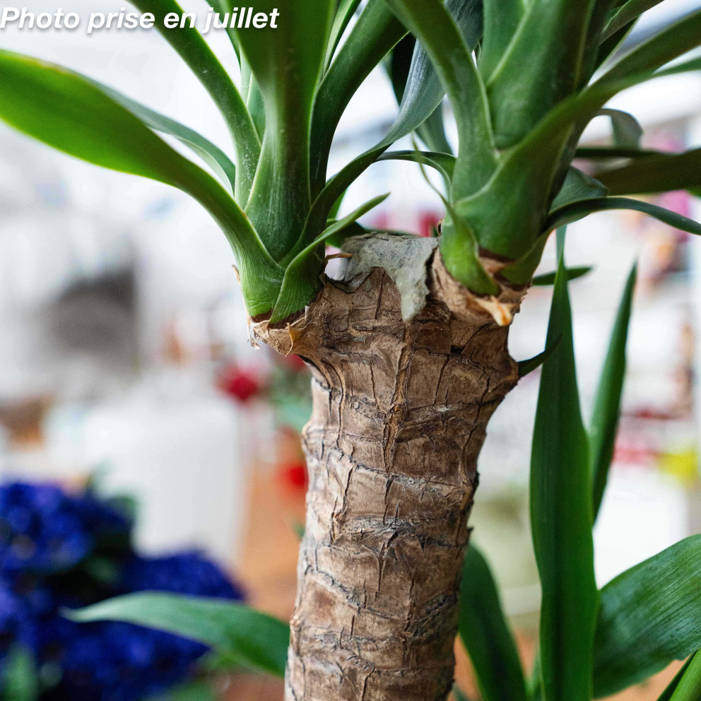 Yucca elephantipes - Palmier