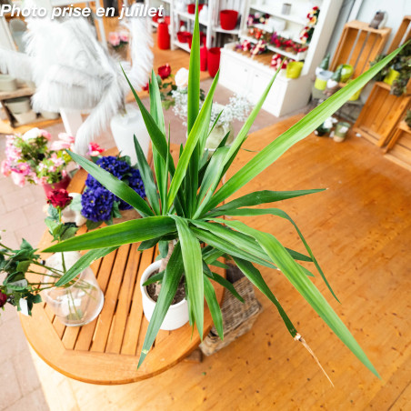 Yucca elephantipes - Palmier