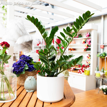 Zamioculcas zamiifolia