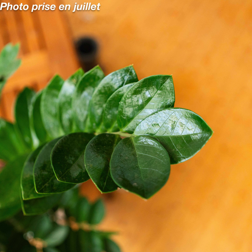 Zamioculcas zamiifolia