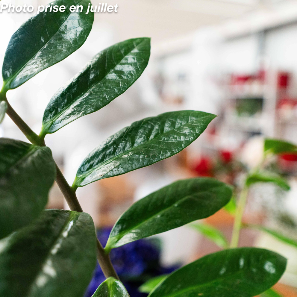 Zamioculcas zamiifolia