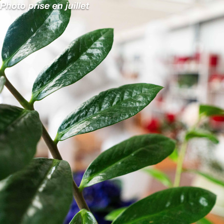 Zamioculcas zamiifolia