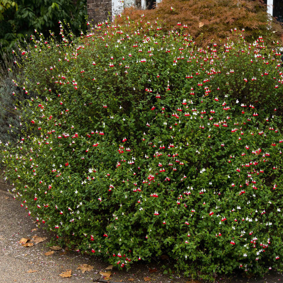 Salvia grahami 'Hotlips' - Sauge...