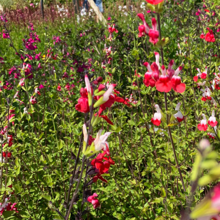 Salvia grahami 'Hotlips' - Sauge arbustive