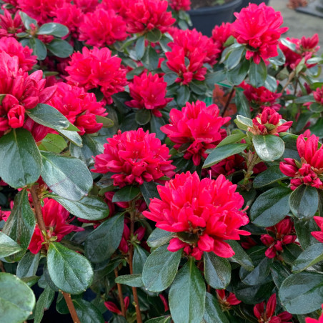 Azalea japonica 'Hino Crimson' - Azalée du Japon