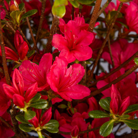 Azalea japonica 'Hino Crimson' - Azalée du Japon