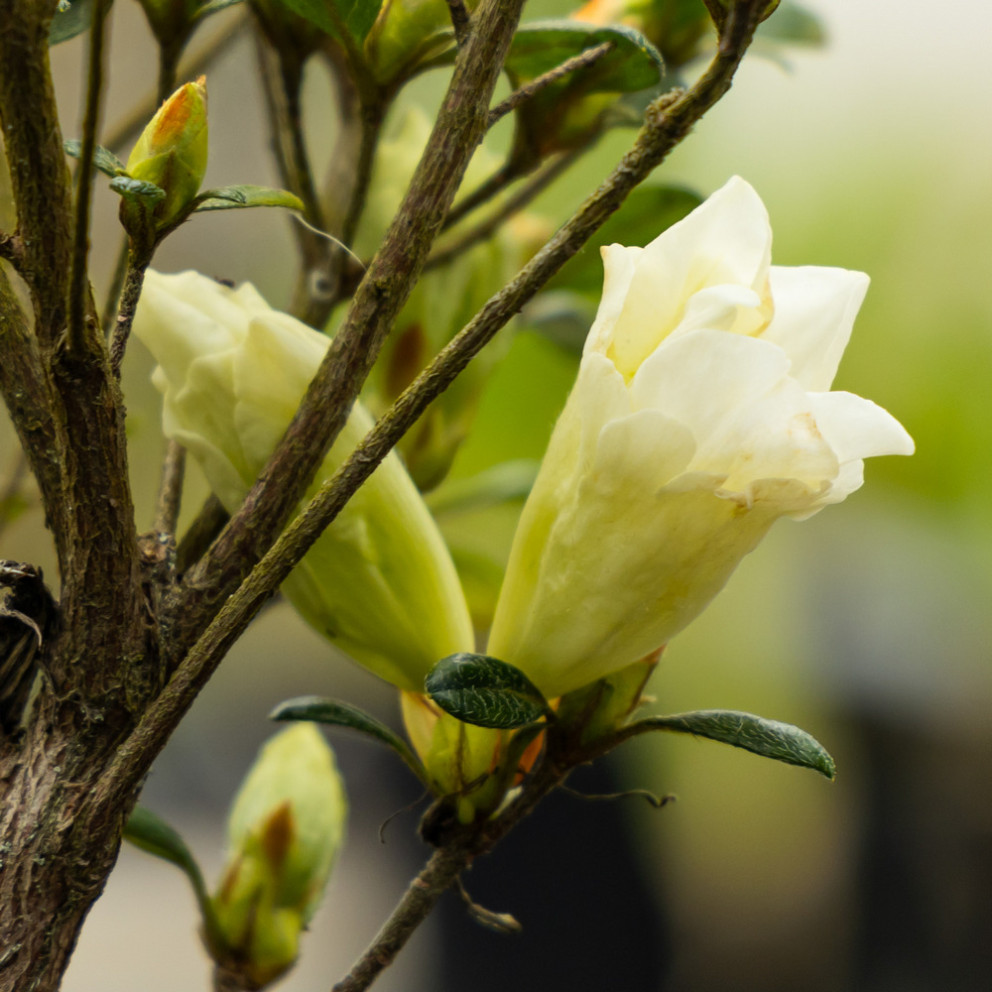 Azalea japonica 'Olga Niblett' -...