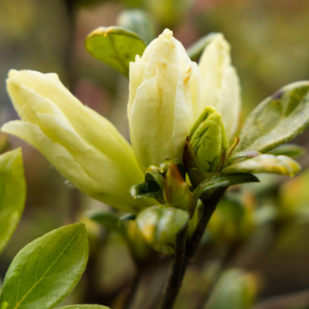 Azalea japonica 'Olga Niblett' - Azalée Fleurie