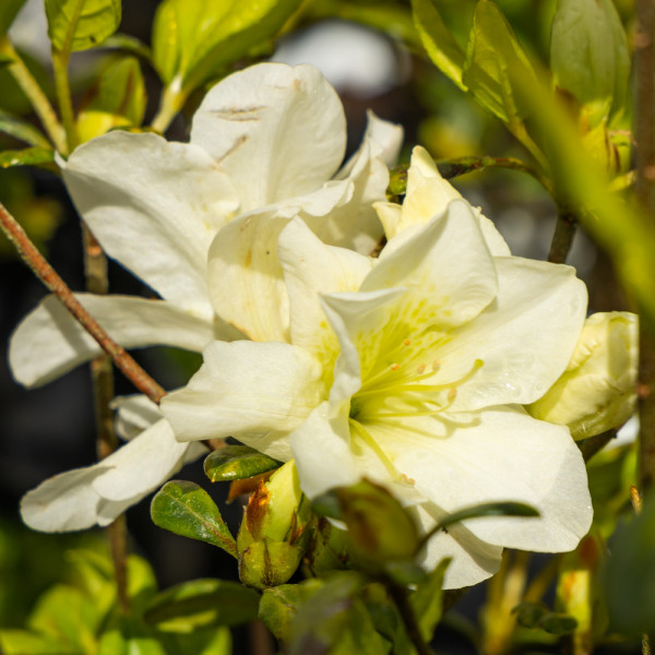 Azalea japonica 'Olga...