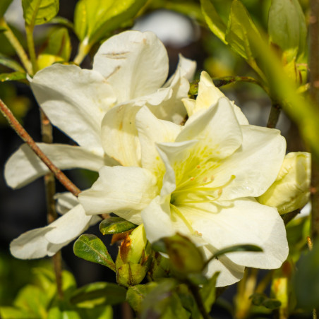 Azalea japonica 'Olga Niblett' - Azalée Fleurie