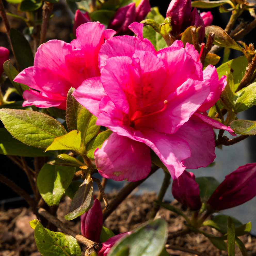 Azalea japonica 'Lily Marleen' -...