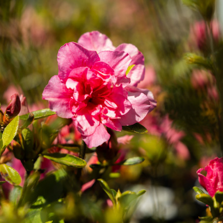 Azalea japonica 'Lily Marleen' - Azalée fleurie