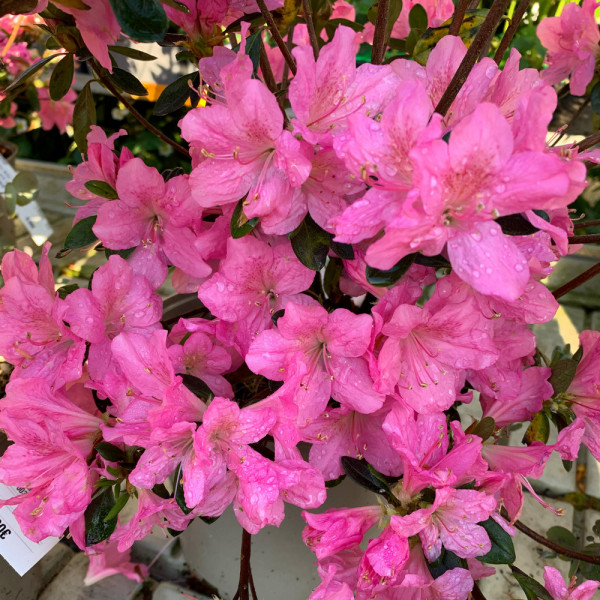 Azalea japonica 'Gilbert...