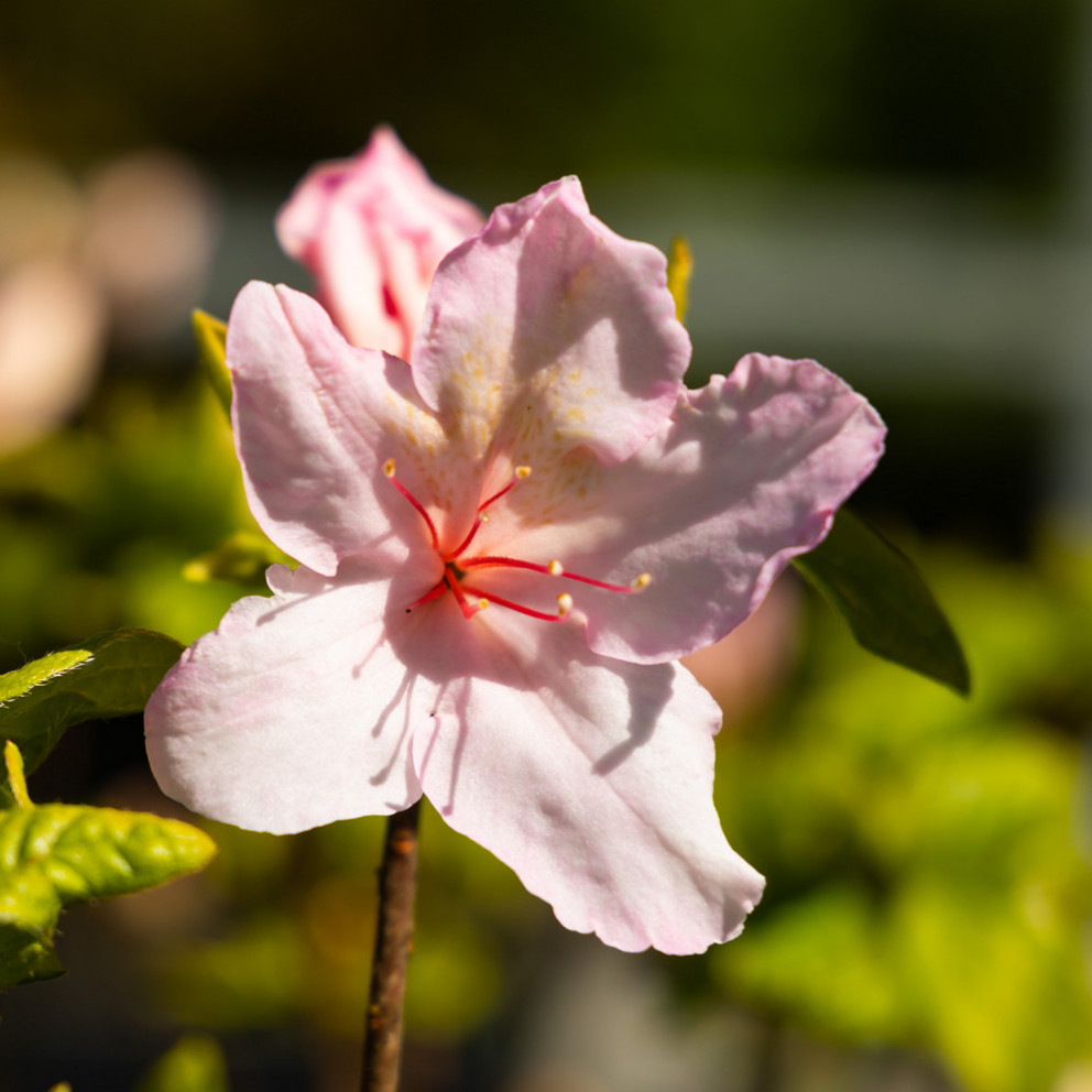 Azalea japonica 'Broceliande®...