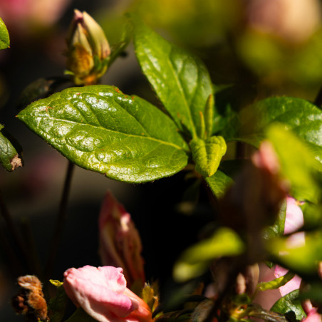 Azalea japonica 'Broceliande® Lancelot' - Azalée fleurie
