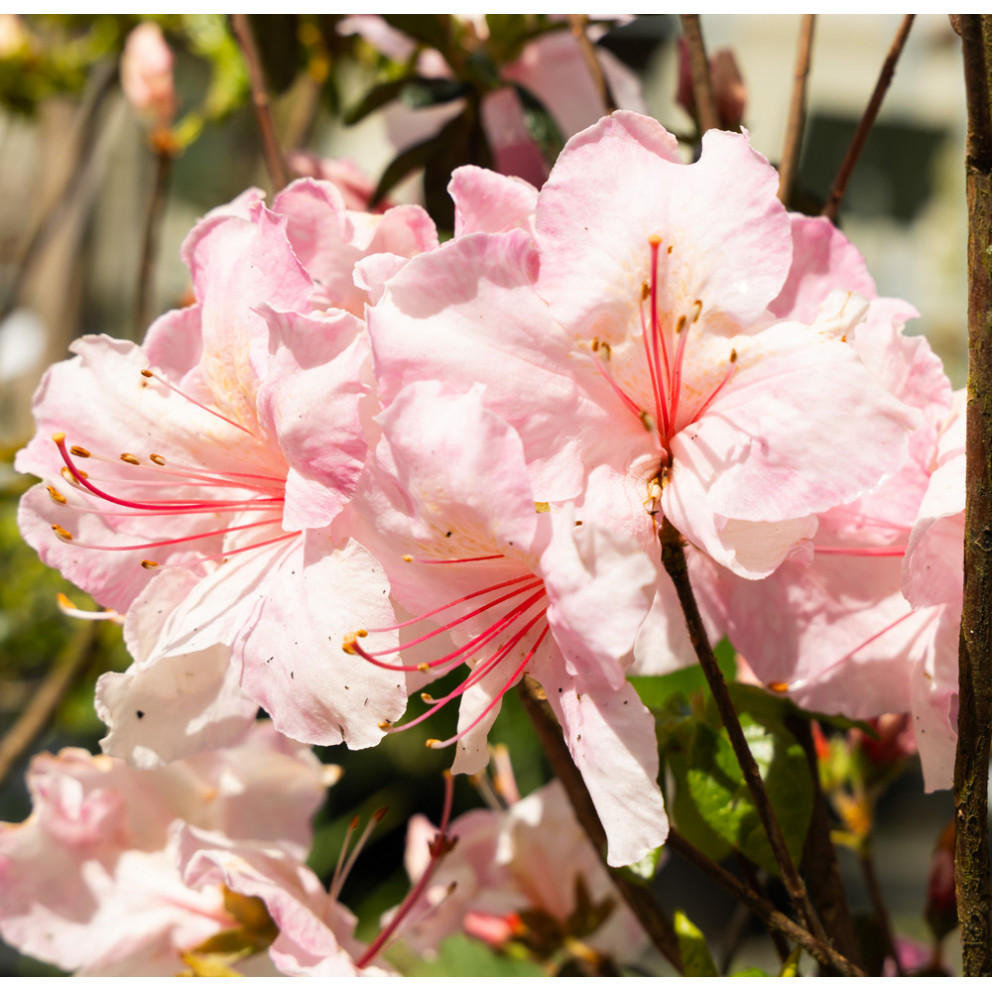 Azalea japonica 'Broceliande®...