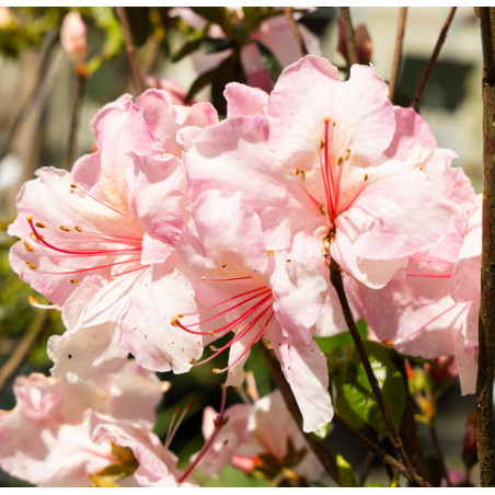 Azalea japonica 'Broceliande® Lancelot' - Azalée fleurie