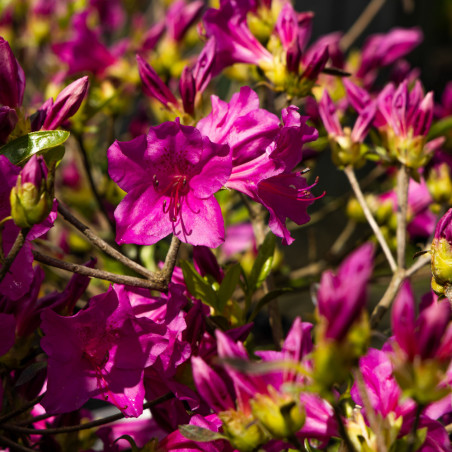 ﻿Azalea japonica ‘Blue Danube’ – Une azalée du Japon aux fleurs violet pourpré intenses