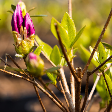 ﻿Azalea japonica ‘Blue Danube’ – Une azalée du Japon aux fleurs violet pourpré intenses