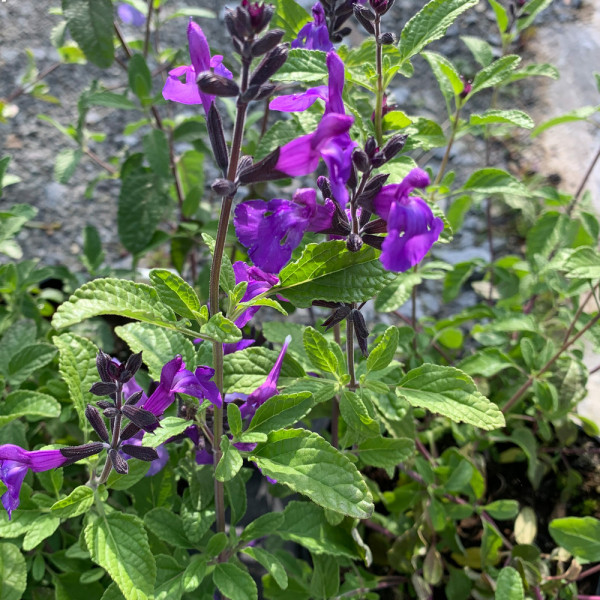 Salvia microphylla ‘So Cool...