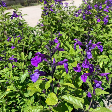 Salvia microphylla ‘So Cool Purple’® – Une sauge arbustive aux fleurs violet profond et floraison longue