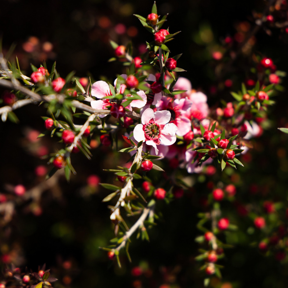 Leptospermum Scoparium 'Winter Cheer'