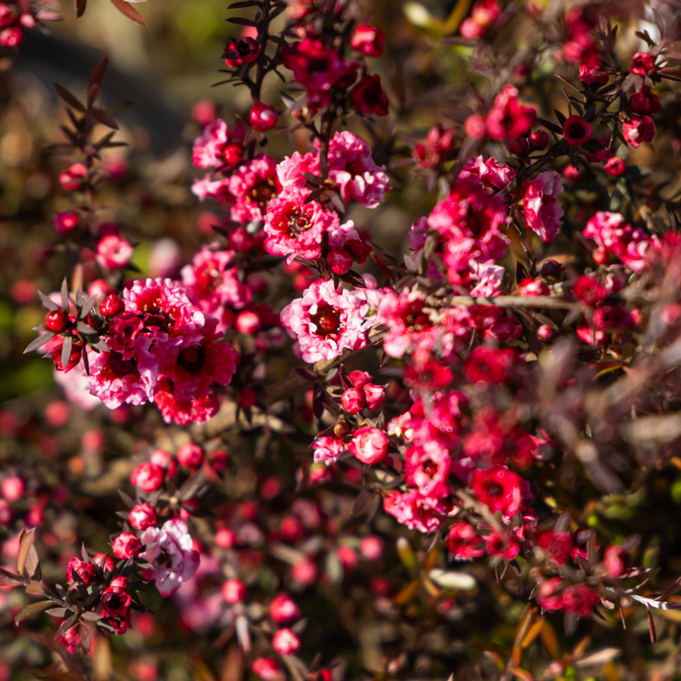 Leptospermum Scoparium 'Winter Cheer'