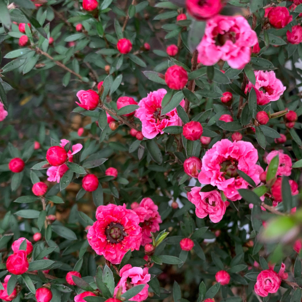 Leptospermum Scoparium 'Winter Cheer'